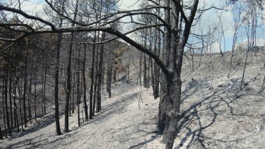 Yangından sonra kömürleşmiş ve kararmış bir orman