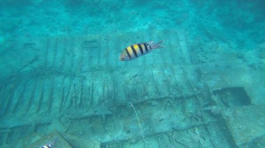 Başçavuş resifin altında büyük balık.