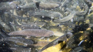 Alabalık sürüsü, doğal nehir habitatında suyun altında yüzer. Küçük temiz derede sualtı fotoğrafı..