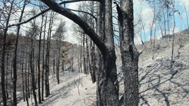 Orman yangını kalıntıları, yanmış ağaçlar ve kül toprağı.