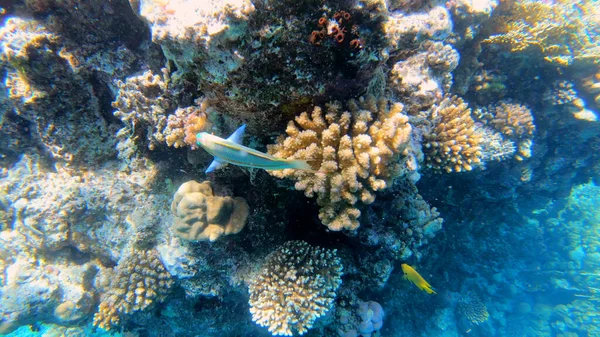 Paysage Marin Sous Marin Récifal Tropical Scène Corail Récifal Sous — Photo