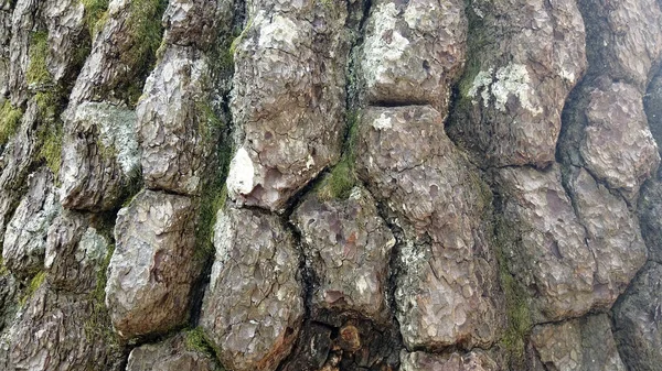 質感の古いオークの木の樹皮の閉鎖 — ストック写真