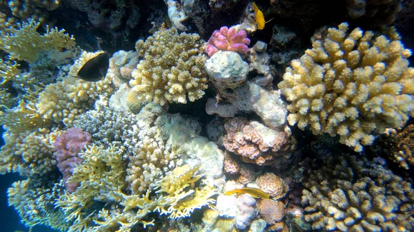 Paysage Marin Sous Marin Récifal Tropical Scène Corail Récifal Sous — Photo