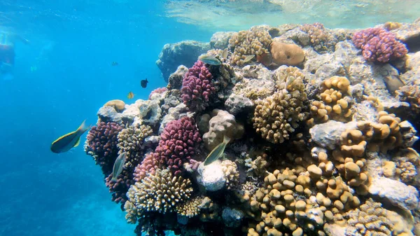 Récif Corallien Poissons Tropicaux Monde Sous Marin Plongée Plongée Avec — Photo