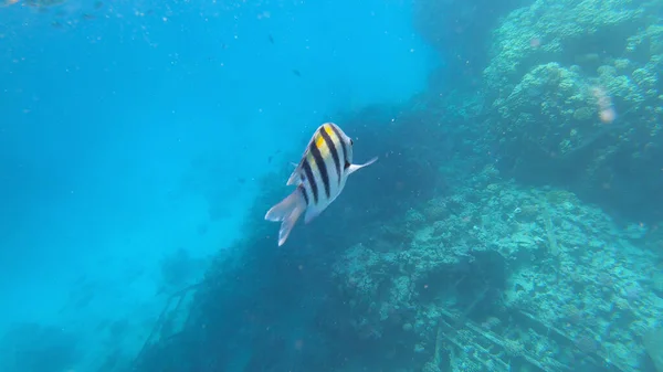 Sergent Major Poisson Sous Marin Dans Récif — Photo