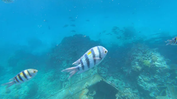 Sergent Major Poisson Sous Marin Dans Récif — Photo