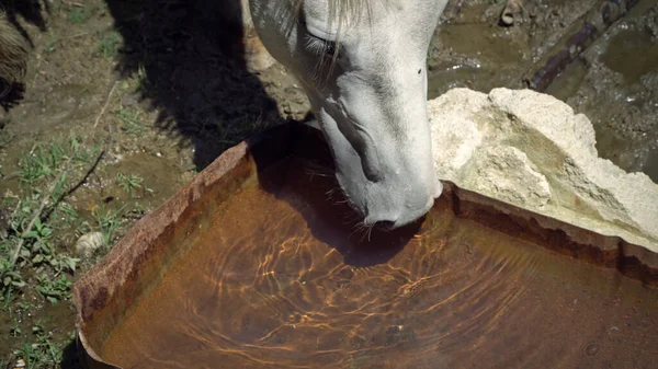 Sluiten Van Paard Met Muilkorf Water Drinken Uit Een Waterbak — Stockfoto