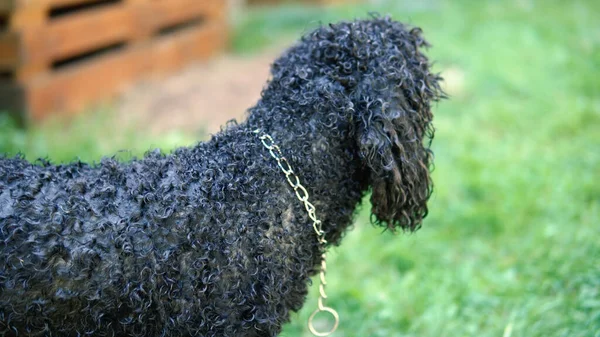 Ιδιοκτήτης Χαϊδεύει Τον Μαύρο Σκύλο Του — Φωτογραφία Αρχείου