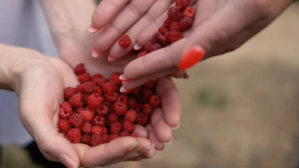 Frauen Sammeln Frische Himbeeren Direkt Vom Bauernhof — Stockfoto