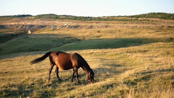 Häst Hästgård Som Betar Äng Vid Gyllene Timmen — Stockfoto