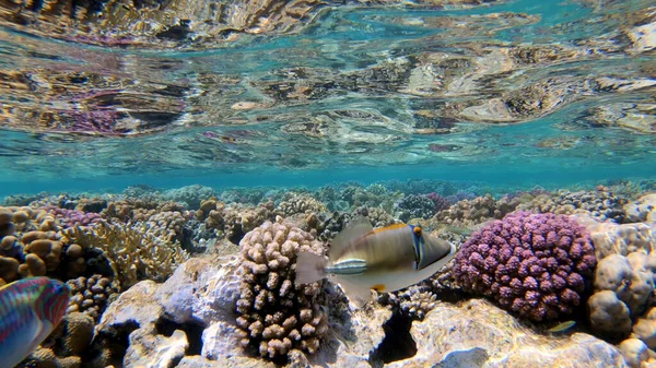 Paysage Marin Sous Marin Récifal Tropical Scène Corail Récifal Sous — Photo