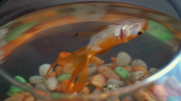 Peces Oro Muerto Flotando Parte Superior Del Acuario —  Fotos de Stock