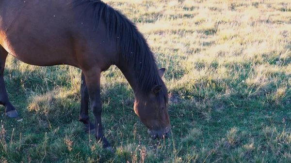 Paard Een Paardenboerderij Grazend Een Weide Het Gouden Uur — Stockfoto