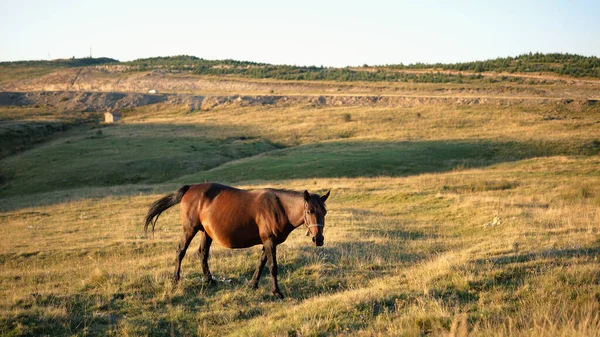 Häst Hästgård Som Betar Äng Vid Gyllene Timmen — Stockfoto