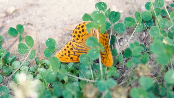 庭の美しいカラフルな蝶 — ストック写真