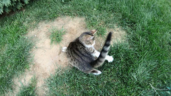 Gato Joga Quintal Câmera Lenta — Fotografia de Stock