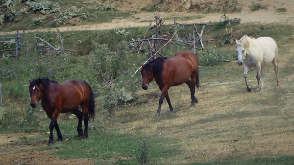 Wilde Paarden Rennen Berg — Stockfoto