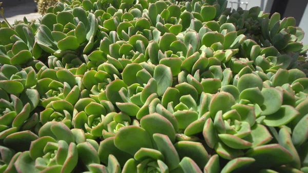 Rosette Leaves Aeonium Arboreum Selective Focus Soft Sunlight Green Tree — Φωτογραφία Αρχείου