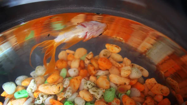 Peixe Dourado Morto Tigela — Fotografia de Stock