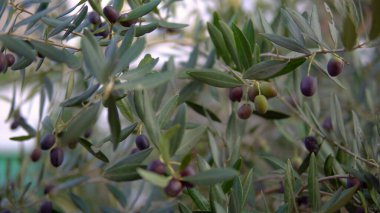 Güneşli bir günde mavi gökyüzüne uzanan zeytin dalı.