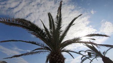 Tropik günbatımının arka planında palmiye ağacı