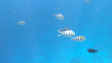 Sualtı Sahnesi Başçavuş Abudefduf Saxatilis, Mercan Resifi ve Tropikal Balık