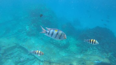 Başçavuş resifin altında büyük balık.