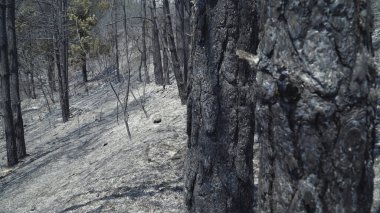Yangından sonra, yanan ağaçlar ve zemin siyah bir kül tabakasıyla kaplandı.