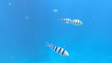 Sualtı Sahnesi Başçavuş Abudefduf Saxatilis, Mercan Resifi ve Tropikal Balık