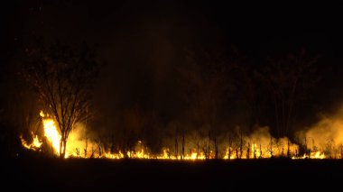 Asya 'da yağmur ormanlarının tahrip edilmesi. Ateş alevi ve gece dumanı, yakın çekim