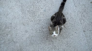 Dışarıya bakan bir kedinin portresi