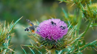 Bulanık pembe kutsal süt devedikeni çiçeği, kapat