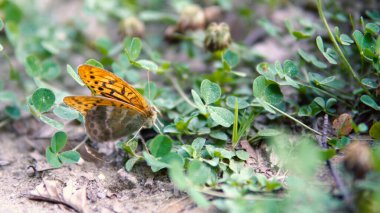Bahçedeki güzel renkli kelebek
