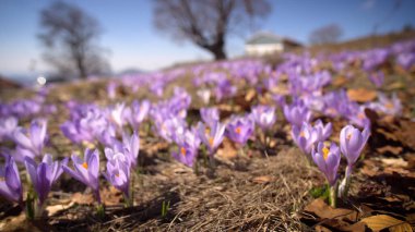 Bilgisayarlı kulaklık takan genç bir kadın, evde çalışan genç bir öğrenci, sesli kurslar dinliyor.