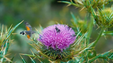 Bulanık pembe kutsal süt devedikeni çiçeği, kapat