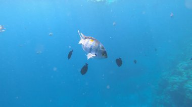 Sualtı Sahnesi Başçavuş Abudefduf Saxatilis, Mercan Resifi ve Tropikal Balık