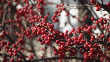 Ormanda yeşil arka planda yenilemez kırmızı böğürtlenler. Yakın çekim..