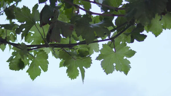 Grape Leaves Latin Vitis Garden Blue Sky — Stock Photo, Image