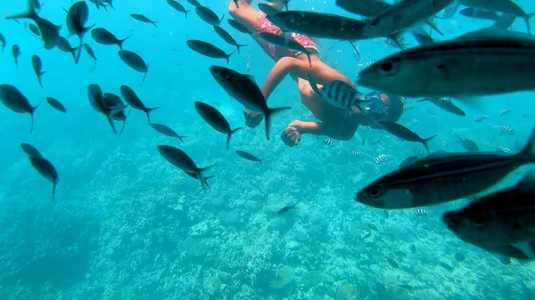 Escena Submarina Con Sargento Mayor Peces Abudefduf Saxatilis Arrecife Coral — Foto de Stock