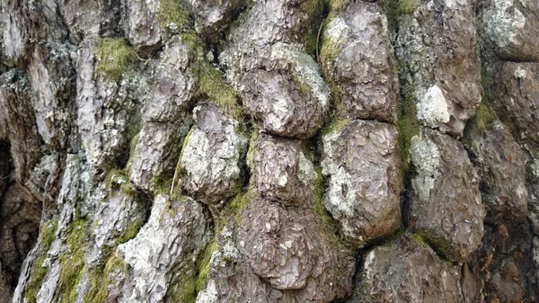 Closeup Textured Old Oak Tree Bark — Stock Photo, Image