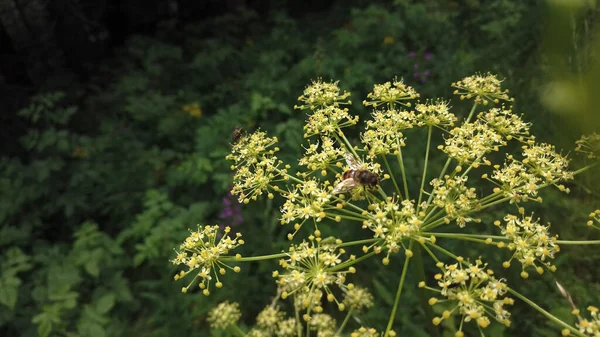 Angelica Plan Umbelliferae Bloeien — Stockfoto