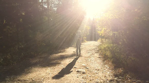 Schöne Schlanke Läuferin Die Morgens Friedlichen Wald Läuft Gesundes Training — Stockfoto