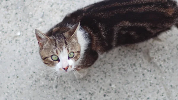 Portrait Chat Levant Les Yeux Vers Extérieur — Photo