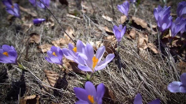 Field Wild Purple Crocuses — Stock Photo, Image