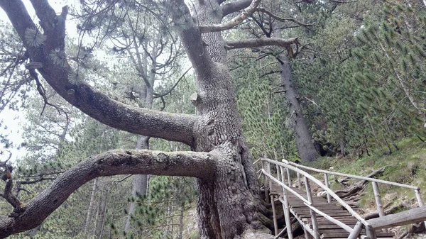 Bulgaristan Bansko Kentindeki Dev Meşe Ağacının Yanındaki Ormana Giden Ahşap — Stok fotoğraf