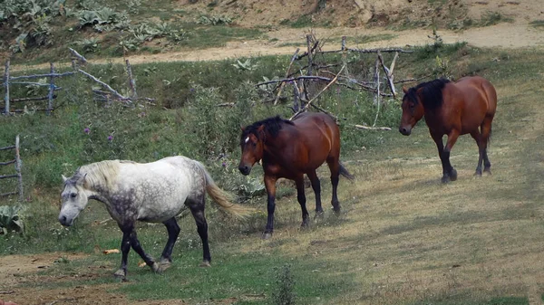 Chevaux Sauvages Courant Sur Montagne — Photo