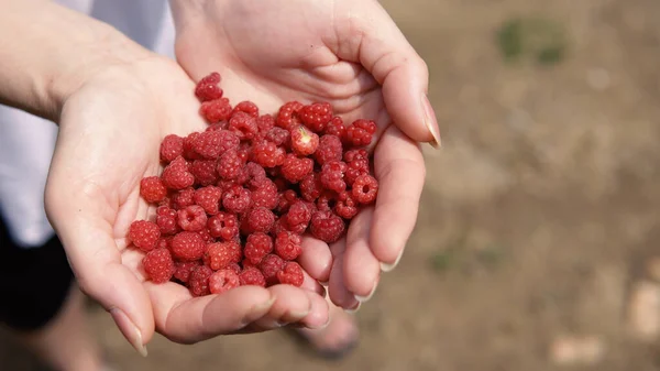 Frauen Sammeln Frische Himbeeren Direkt Vom Bauernhof — Stockfoto