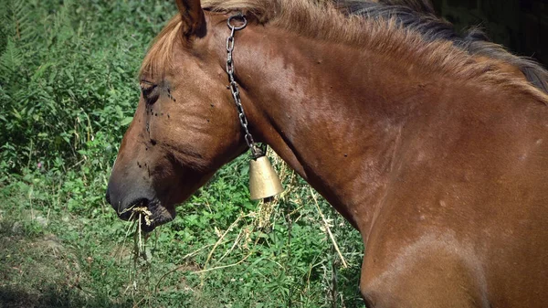 Cavalli Pascolo Campo Allevamento Cavalli — Foto Stock