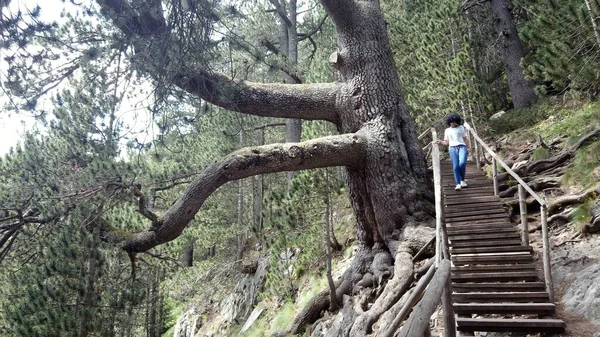 Woman Walking Wooden Stair Forrest Giant Old Oak Tree Bansko — Stock Photo, Image