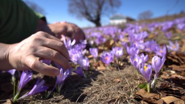 Baharda çayırda yatan bir adam etrafındaki mor kır çiçekleriyle